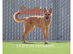 Adopt Sadie a Brown/Chocolate Shepherd (Unknown Type) / Mixed dog in Fresno