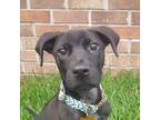 Adopt Lover Boy a Black Labrador Retriever / Mixed dog in Savannah