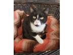 Adopt Margot a All Black Domestic Shorthair / Domestic Shorthair / Mixed cat in