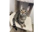 Adopt Westley a Brown or Chocolate Domestic Shorthair / Domestic Shorthair /