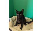 Adopt Draco a All Black Domestic Shorthair / Domestic Shorthair / Mixed cat in