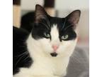 Adopt STACY a Black & White or Tuxedo Domestic Shorthair (medium coat) cat in