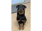 Adopt Javil a Black Mixed Breed (Large) / Mixed dog in Chamblee, GA (38905292)