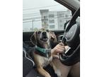 Adopt Lola a Black Beagle / Dachshund / Mixed dog in West Orange, NJ (38906635)