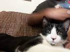 Adopt Spot a Black & White or Tuxedo Calico / Mixed (short coat) cat in Santa