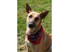 Adopt Kainani a Red/Golden/Orange/Chestnut German Shepherd Dog / Mixed dog in