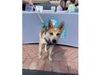 Adopt Samson a White Australian Cattle Dog / Mixed dog in Fort Worth