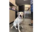 Adopt Weston a White Mixed Breed (Large) / Mixed dog in Jackson, MI (38905118)