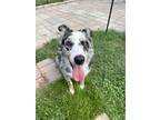 Adopt Finn a Merle Australian Shepherd / Mixed dog in Kingsport, TN (38906618)