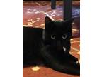 Adopt Isabella "Izzy" a Black (Mostly) Domestic Shorthair / Mixed (short coat)