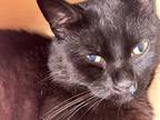 Adopt Jerry a All Black Domestic Shorthair / Domestic Shorthair / Mixed cat in