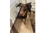Adopt Remy a Brown/Chocolate Doberman Pinscher / Mixed dog in Mesa