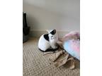 Adopt Crystal a Black & White or Tuxedo Domestic Shorthair / Mixed (short coat)