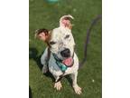 Adopt Goofus II 66 a White American Pit Bull Terrier / Mixed dog in Cleveland