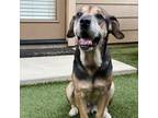 Adopt Odie a Black Hound (Unknown Type) / Beagle / Mixed dog in Houston