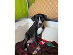 Adopt Crimson a Black - with White Pit Bull Terrier / Mixed dog in Calgary