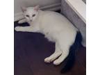 Adopt Snow a White (Mostly) Domestic Shorthair / Mixed (short coat) cat in