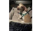 Adopt Sophie a White - with Tan, Yellow or Fawn Dachshund / Beagle / Mixed dog