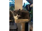 Adopt Klaus a Gray or Blue (Mostly) Domestic Shorthair / Mixed (short coat) cat