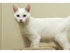 Adopt Snow a White Domestic Shorthair / Domestic Shorthair / Mixed cat in