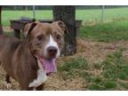Adopt Forest a Brown/Chocolate Mixed Breed (Medium) / Mixed dog in