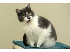 Adopt Neeva a White Domestic Shorthair / Domestic Shorthair / Mixed cat in