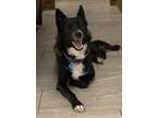 Adopt Hope a Black - with White Border Collie / Mixed dog in Arlington