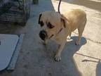 Adopt Otis a Tan/Yellow/Fawn American Pit Bull Terrier / Mixed dog in Selma