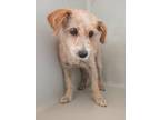 Adopt Shy a Tan/Yellow/Fawn Terrier (Unknown Type, Small) / Mixed dog in Selma