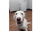 Adopt Boose* a White American Pit Bull Terrier / Mixed dog in Baton Rouge