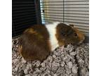 Adopt Mocha (bonded w/Honey) a Brown or Chocolate Guinea Pig / Guinea Pig /