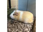 Adopt Honey (bonded w/Mocha) a Tan or Beige Guinea Pig / Guinea Pig / Mixed