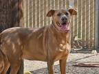 Adopt Daphne a Tan/Yellow/Fawn Labrador Retriever / Mixed dog in Silver Springs