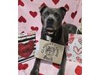 Adopt Tides a Gray/Blue/Silver/Salt & Pepper American Pit Bull Terrier / Mixed