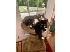 Adopt Thelma a All Black Domestic Mediumhair / Domestic Shorthair / Mixed cat in