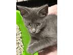 Adopt Ali a Gray or Blue Domestic Shorthair / Domestic Shorthair / Mixed cat in