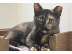 Adopt Jenny a All Black Domestic Mediumhair / Domestic Shorthair / Mixed cat in