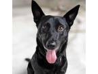 Adopt Padfoot a Black Shepherd (Unknown Type) / Mixed dog in Springfield