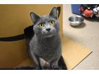 Adopt Vegas a Gray or Blue Domestic Shorthair / Domestic Shorthair / Mixed cat