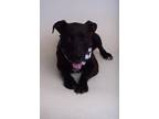 Adopt 23-350D Buddy a Black Labrador Retriever / Mixed dog in Thibodaux