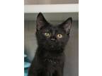 Adopt Snow Cone 50177 a All Black Domestic Shorthair / Domestic Shorthair /