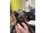 Adopt Joseph a All Black Domestic Shorthair / Domestic Shorthair / Mixed cat in