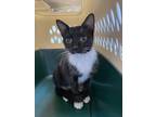 Adopt Catsserole1082-23 a All Black Domestic Shorthair / Domestic Shorthair /