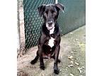 Adopt Max D a Black Great Dane / American Pit Bull Terrier / Mixed dog in