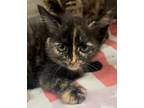 Adopt Deloris a All Black Domestic Mediumhair / Domestic Shorthair / Mixed cat