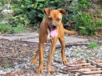 Adopt Honeybee a Tan/Yellow/Fawn Boxer / Terrier (Unknown Type