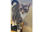 Adopt Lucyboy a Gray or Blue Domestic Shorthair / Domestic Shorthair / Mixed cat