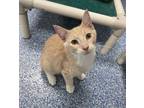 Adopt Bashful a Tan or Fawn Domestic Shorthair / Domestic Shorthair / Mixed cat