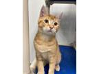 Adopt Sneezy a Orange or Red Domestic Shorthair / Domestic Shorthair / Mixed cat