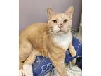 Adopt Pumpkin Pi a Orange or Red Domestic Shorthair / Domestic Shorthair / Mixed